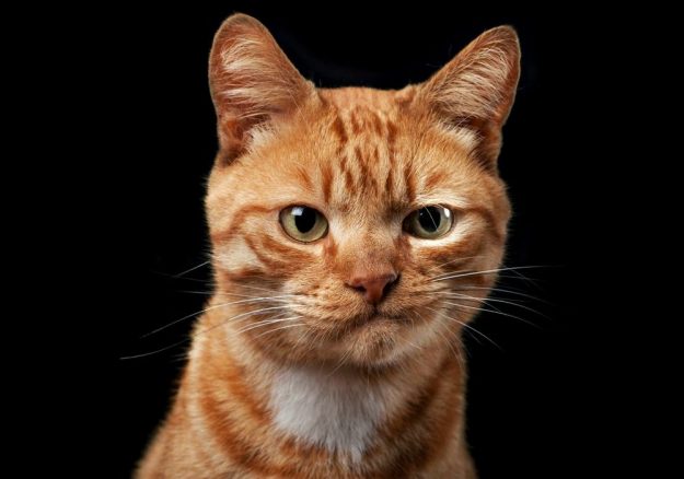 скептический кот